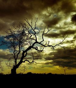 Silhouette of bare trees against cloudy sky