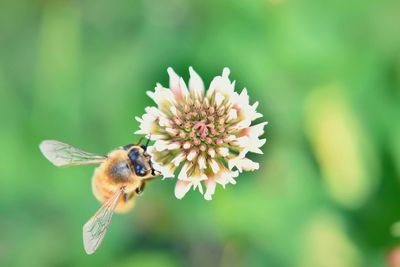 Close-up of bee pollinating on flower