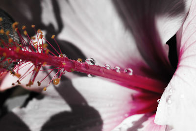 Close-up of red flowering plant