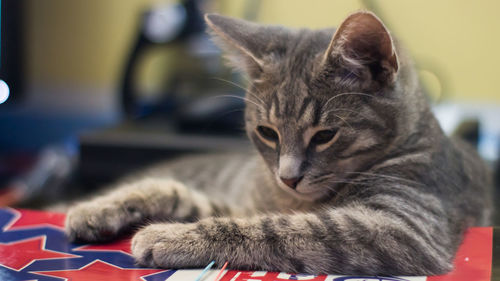 Closeup of an adorable fluffy gray kitten lying on a notebook