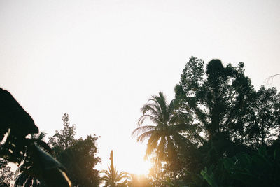Low angle view of silhouette trees against clear sky