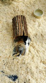 High angle view of rabbits on wood shavings