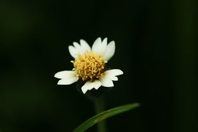 Close-up of white flower against black background