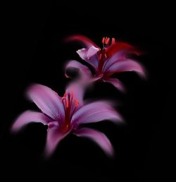 Close-up of pink flower over black background