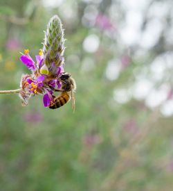 Close-up of bee on pink flower