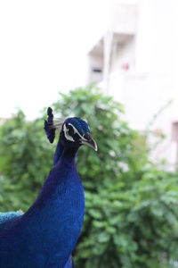 Close-up of a peacock