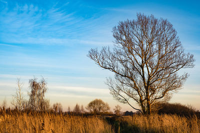 Bare tree on field against sky