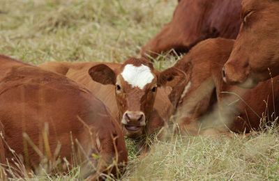 Portrait of cows on field