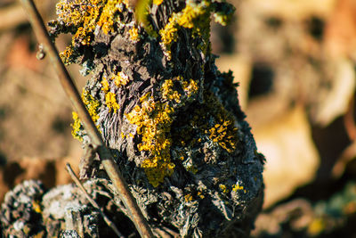 Close-up of lichen growing on tree trunk