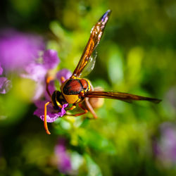 Close-up of insect on flower