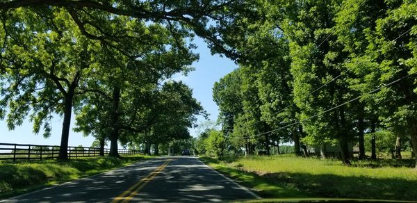 Empty road along trees and plants in city