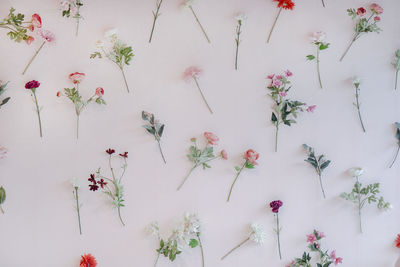 High angle view of white flowering plants