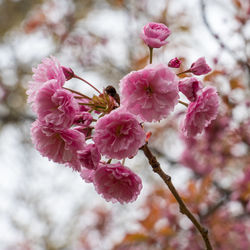 Close-up of pink cherry blossom