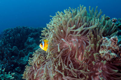 Fish in sea