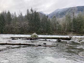 Scenic view of river in forest against sky