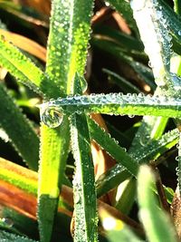 Close-up of insect on plant