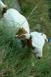 High angle view of sheep on field