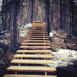 Boardwalk amidst trees in forest during winter