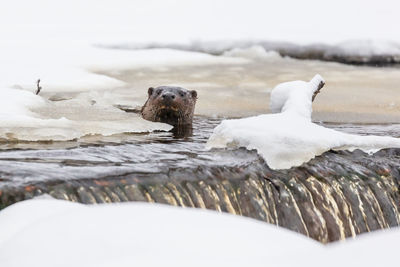 High angle view of animal in snow