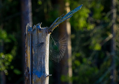 Close-up of barbed wire on wooden fence