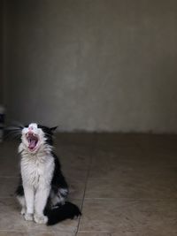 Cat sleeping on wall at home