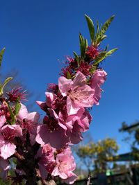 Low angle view of pink cherry blossoms against blue sky