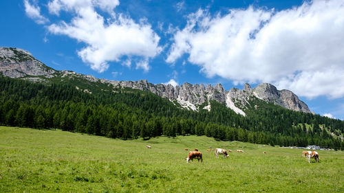 Horses in a field