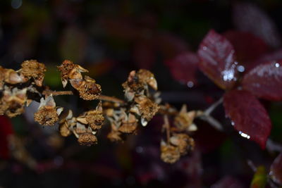 Close-up of flowers