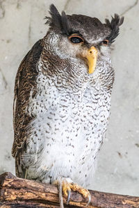 Close-up of owl perching outdoors