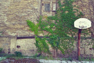 Close-up of ivy growing on tree in city