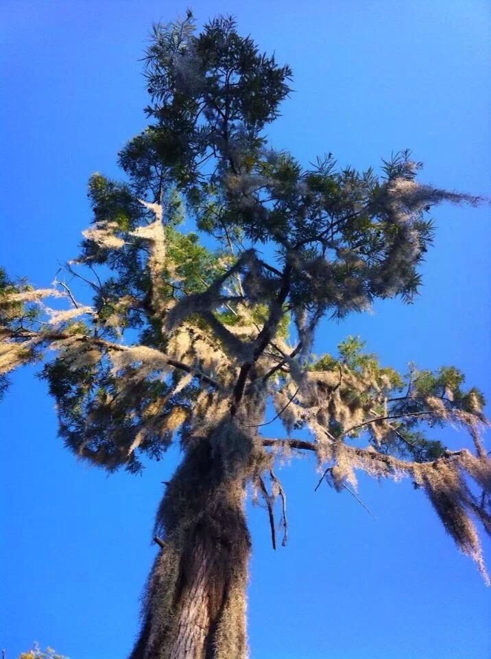 tree, low angle view, clear sky, blue, tree trunk, branch, growth, nature, tranquility, beauty in nature, sunlight, day, sky, no people, outdoors, scenics, single tree, tranquil scene, palm tree, tall - high