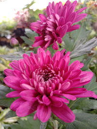 Close-up of pink dahlia