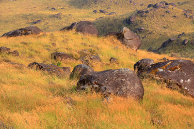 View of an animal on land