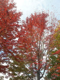 Low angle view of flowering trees against sky during autumn