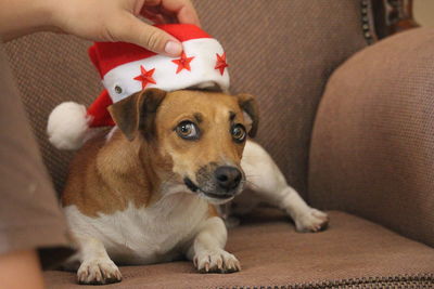 Close-up portrait of dog wearing santa hat