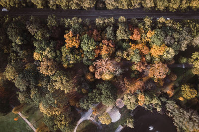 Drone view of road amidst trees