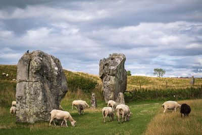 Sheep grazing in a field