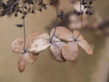 Close-up of flowers against blurred background