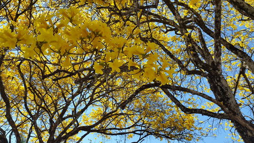 Low angle view of tree against sky