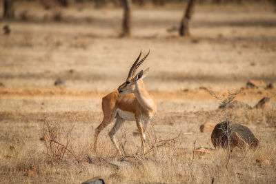 Gazelle standing on grassy field