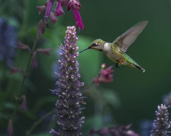 Butterfly pollinating on purple flower