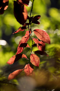 Close-up of red flower growing on tree