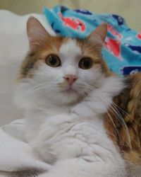 Close-up portrait of cat relaxing on bed at home