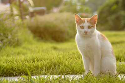 Portrait of cat sitting on grass