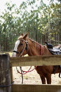 Horse standing in ranch