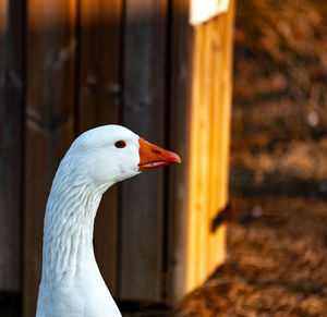 Close-up of a bird