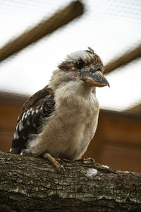 Close-up of bird perching on wood