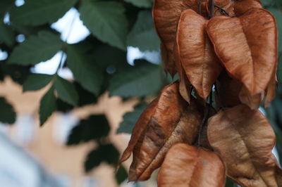 Close-up of orange fruit on tree