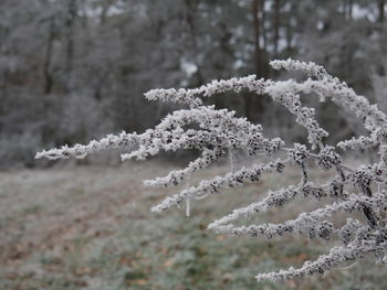 Close-up of snow on tree