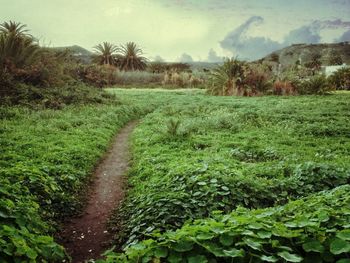 Scenic view of grassy field against sky